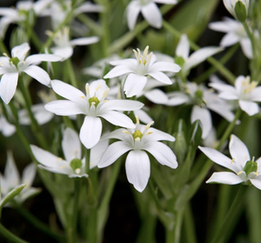 Snědek chocholičnatý - Ornithogalum umbellatum