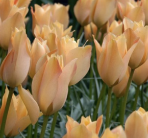 Tulipán botanický 'Bronze Charm' - Tulipa batalinii 'Bronze Charm'