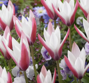 Tulipán botanický clusiana 'Peppermint Stick' - Tulipa clusiana 'Peppermint Stick'