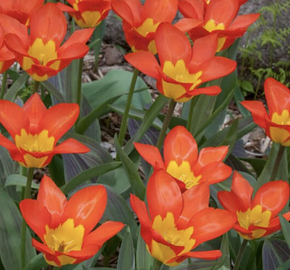 Tulipán Fosterův 'Juan' - Tulipa Fosteriana 'Juan'