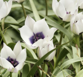 Tulipán botanický nízký 'Alba Coerulea Oculata' - Tulipa humilis 'Alba Coerulea Oculata'