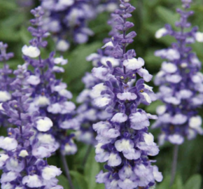 Šalvěj pomoučená 'Farina Arctic Blue' - Salvia farinacea 'Farina Arctic Blue'