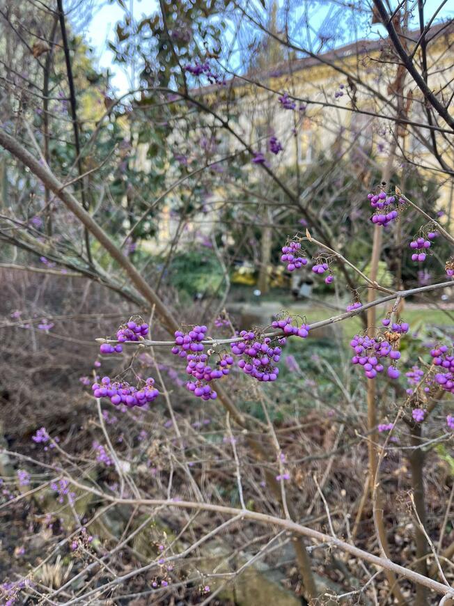 Callicarpa bodinieri 