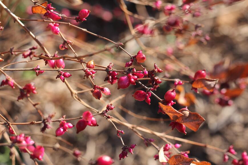 Symphoricarpos orbiculatus