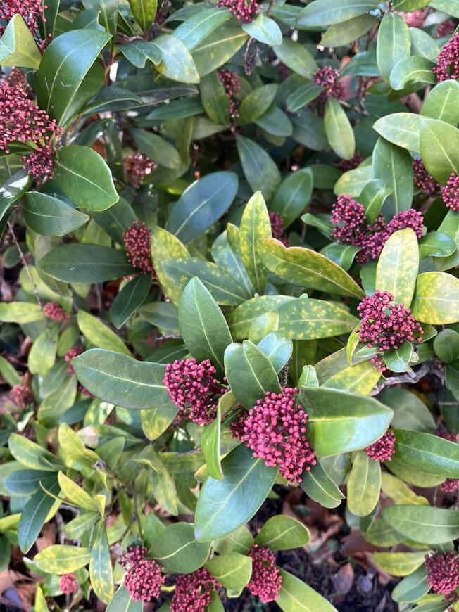 Skimmia japonica