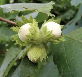 Líska obecná 'Hallská obrovská' - Corylus avellana 'Hallská obrovská'