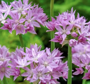 Česnek jednolistý - Allium unifolium