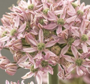 Česnek 'Pink Jewel' - Allium 'Pink Jewel'