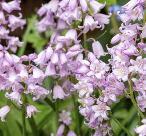 Hyacintovec španělský 'Rose Queen' - Hyacinthoides hispanica 'Rose Queen'