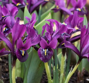 Kosatec síťkovaný 'Purple Hill' - Iris reticulata 'Purple Hill'