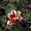 Tulipán 'Grand Perfection' - Tulipa 'Grand Perfection'