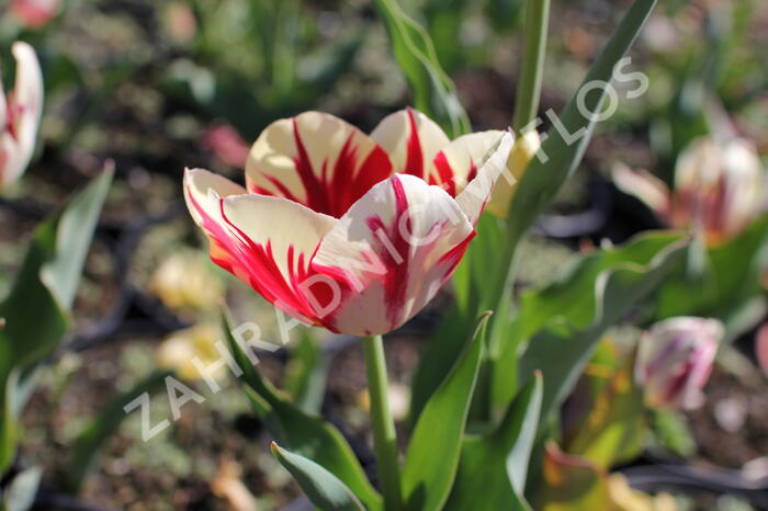 Tulipán 'Grand Perfection' - Tulipa 'Grand Perfection'