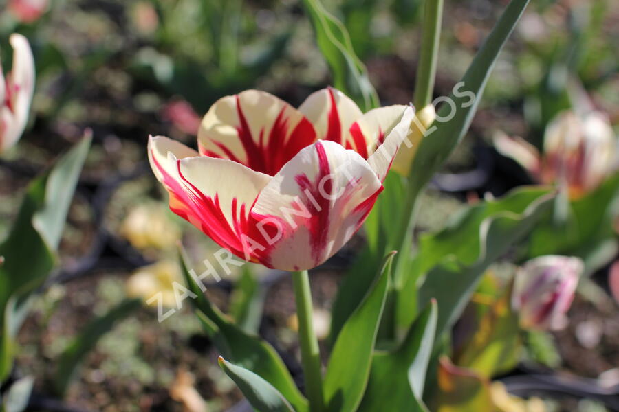 Tulipán 'Grand Perfection' - Tulipa 'Grand Perfection'