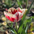 Tulipán 'Grand Perfection' - Tulipa 'Grand Perfection'