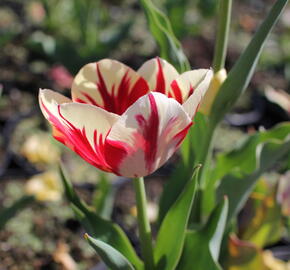 Tulipán Triumph 'Grand Perfection' - Tulipa Triumph 'Grand Perfection'