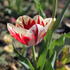 Tulipa 'Grand Perfection'_02.JPG