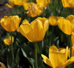 Tulipán Darwin hybrid 'Golden  Apeldoorn' - Tulipa Darwin hybrid 'Golden Apeldoorn'