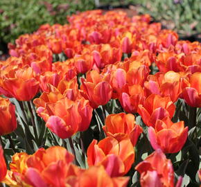 Tulipán 'Jimmy' - Tulipa 'Jimmy'