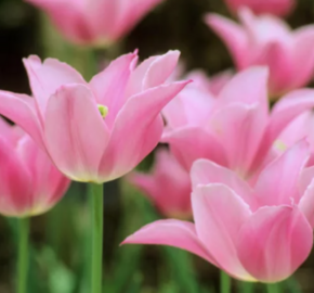 Tulipán liliovitý 'Mariette' - Tulipa Lily Flowering 'Mariette'