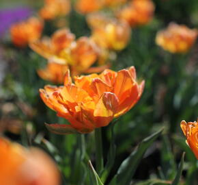 Tulipán 'Orca' - Tulipa 'Orca'