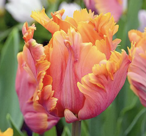 Tulipán papouškovitý 'Amazing Parrot' - Tulipa Parrot 'Amazing Parrot'