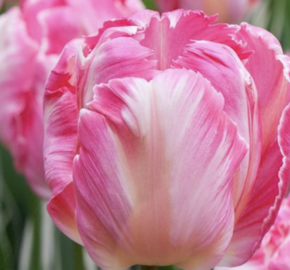 Tulipán papouškovitý 'Elsenburg' - Tulipa Parrot 'Elsenburg'