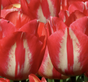 Tulipán Triumph 'Spryng Break' - Tulipa Triumph 'Spryng Break'