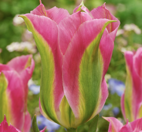 Tulipán zelenokvětý 'Virichic' - Tulipa Viridiflora 'Virichic'