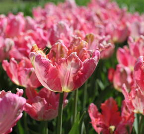 Tulipán papouškovitý 'Apricot Parrot' - Tulipa Parrot 'Apricot Parrot'