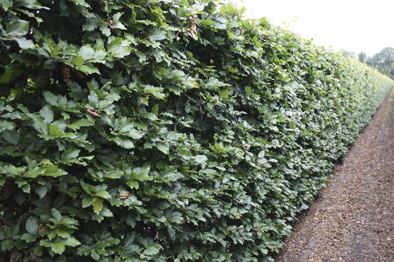 Buk lesní - předpěstovaný živý plot - Fagus sylvatica - předpěstovaný živý plot