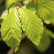 Buk lesní - předpěstovaný živý plot - Fagus sylvatica - předpěstovaný živý plot