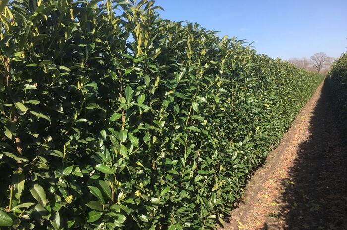 Bobkovišeň lékařská 'Genolia'  - předpěstovaný živý plot - Prunus laurocerasus 'Genolia' - předpěstovaný živý plot