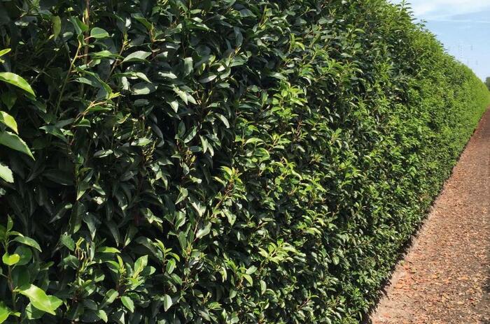 Bobkovišeň portugalská 'Angustifolia' - předpěstované živé ploty - Prunus lusitanica 'Angustifolia' - předpěstované živé ploty