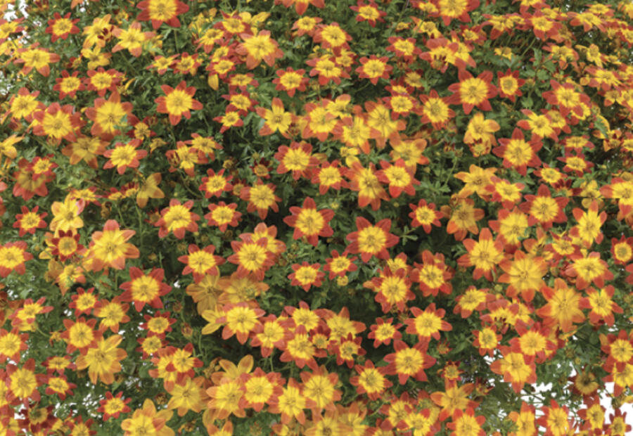 Dvouzubec prutolistý 'Blazing Glory' - Bidens ferulifolia 'Blazing Glory'