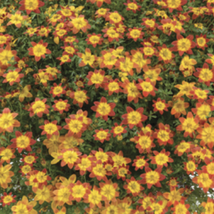 Dvouzubec prutolistý 'Blazing Glory' - Bidens ferulifolia 'Blazing Glory'