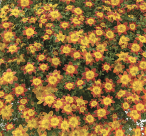 Dvouzubec prutolistý 'Blazing Glory' - Bidens ferulifolia 'Blazing Glory'