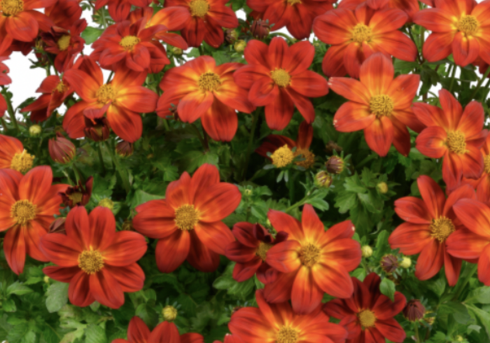 Dvouzubec prutolistý 'Blazing Ring of Fire' - Bidens ferulifolia 'Blazing Ring of Fire'