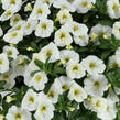 Minipetúnie, Million Bells 'Colibri Blizzard' - Calibrachoa hybrida 'Colibri Blizzard'