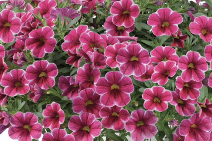 Minipetúnie, Million Bells 'Colibri Cherry Lace' - Calibrachoa hybrida 'Colibri Cherry Lace'