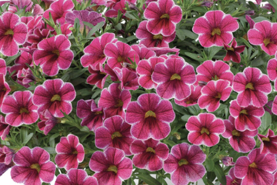 Minipetúnie, Million Bells 'Colibri Cherry Lace' - Calibrachoa hybrida 'Colibri Cherry Lace'