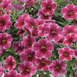 Minipetúnie, Million Bells 'Colibri Cherry Lace' - Calibrachoa hybrida 'Colibri Cherry Lace'