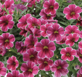 Minipetúnie, Million Bells 'Colibri Cherry Lace' - Calibrachoa hybrida 'Colibri Cherry Lace'