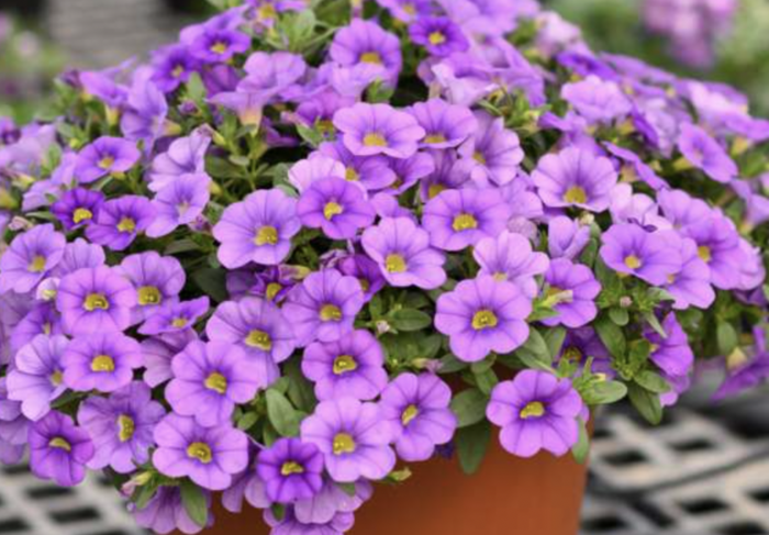 Minipetúnie, Million Bells 'Colibri Dark Lavender' - Calibrachoa hybrida 'Colibri Dark Lavender'