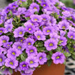 Minipetúnie, Million Bells 'Colibri Dark Lavender' - Calibrachoa hybrida 'Colibri Dark Lavender'