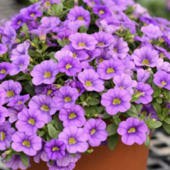 Minipetúnie, Million Bells 'Colibri Dark Lavender' - Calibrachoa hybrida 'Colibri Dark Lavender'