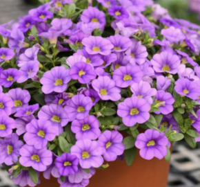 Minipetúnie, Million Bells 'Colibri Dark Lavender' - Calibrachoa hybrida 'Colibri Dark Lavender'