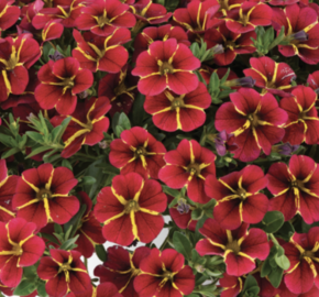 Minipetúnie, Million Bells 'Colibri Exotic Red Bling' - Calibrachoa hybrida 'Colibri Exotic Red Bling'