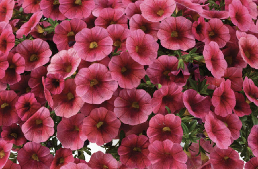 Minipetúnie, Million Bells 'Colibri Malibu Pink' - Calibrachoa hybrida 'Colibri Malibu Pink'