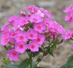 Plamenka latnatá 'Flame Pink' - Phlox paniculata 'Flame Pink'