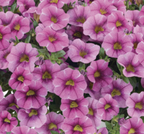 Minipetúnie, Million Bells 'Colibri Pink Lace' - Calibrachoa hybrida 'Colibri Pink Lace'